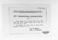 Colletotrichum gloeosporioides image